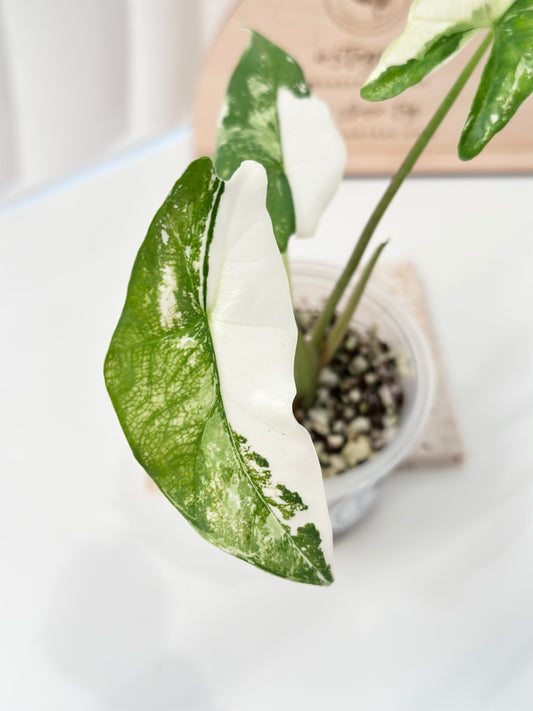 Alocasia Simpo Variegated - albo