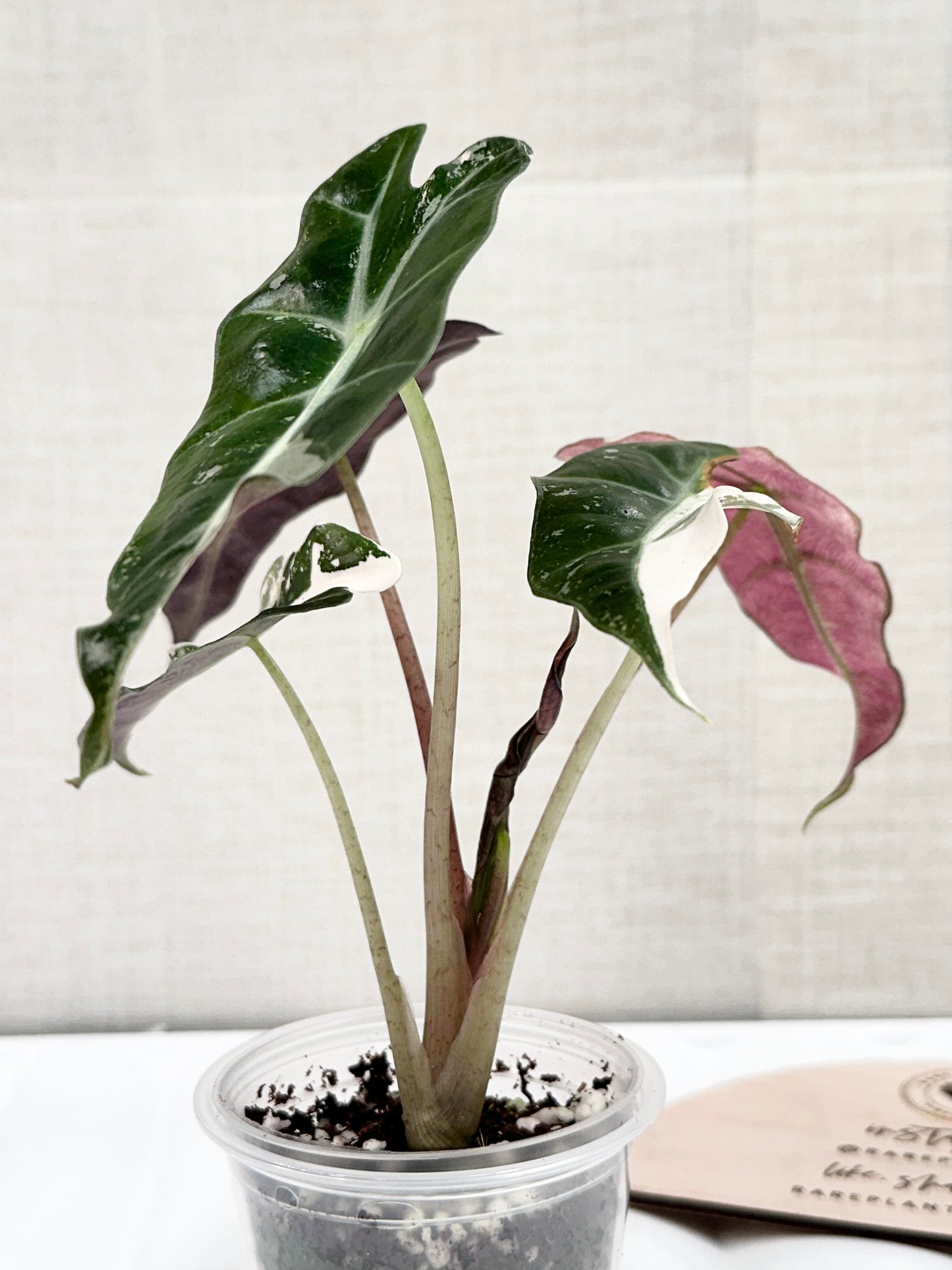 Alocasia Polly variegated - Pink