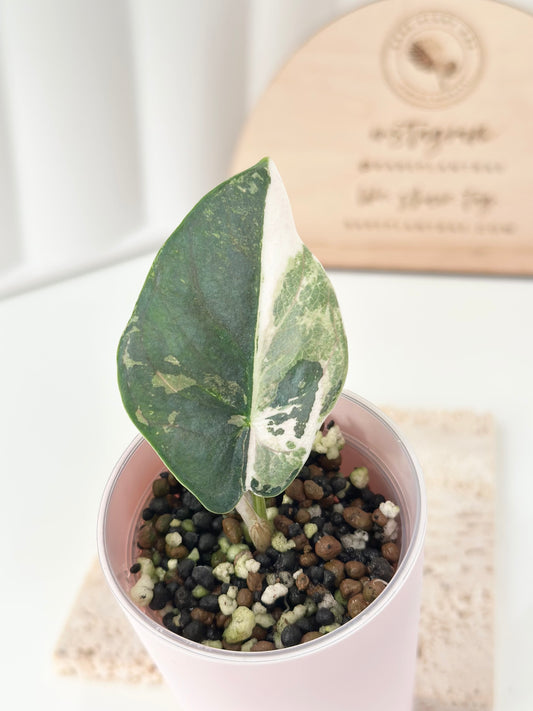Alocasia Reginae Variegated - pink/albo *corm grown*