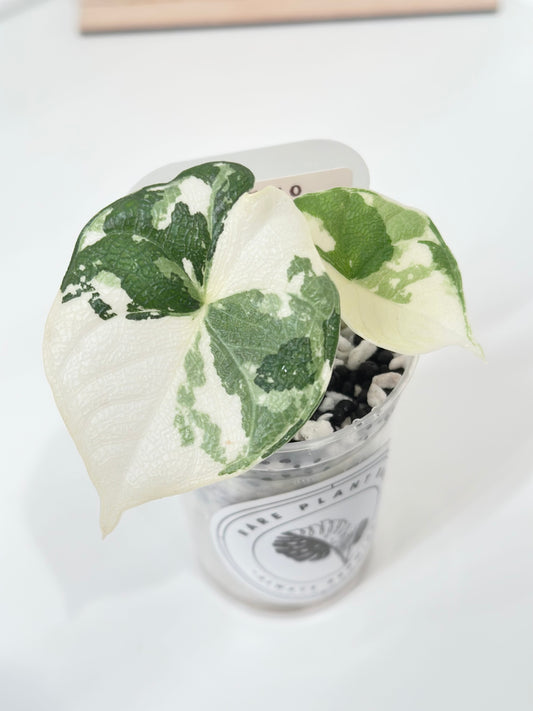Alocasia Melo variegated - albo