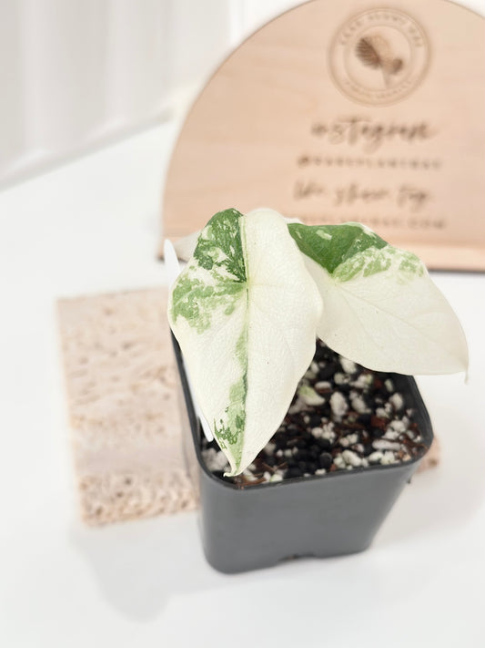 Alocasia Melo variegated - albo