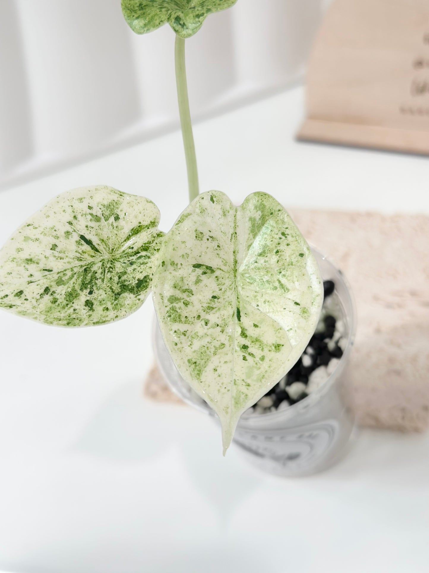 Alocasia Dragon Scale Variegated (Mint)