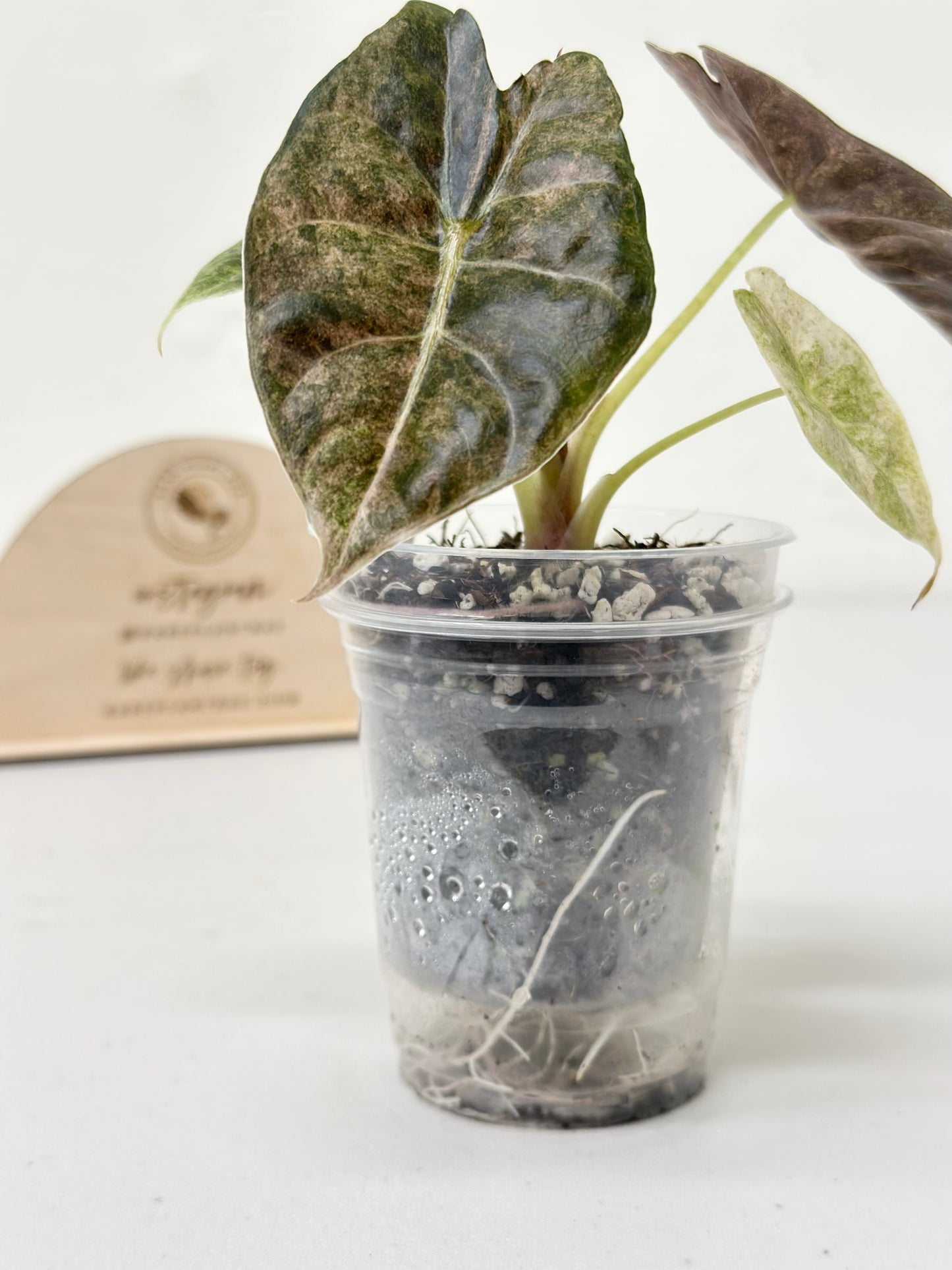 Alocasia Golden Bone variegated - pink mint (W1)