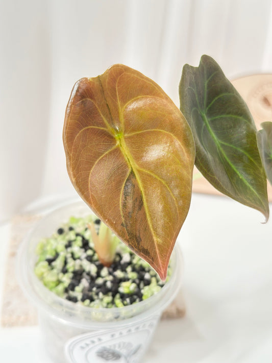 Alocasia Cuprea variegated - "caramel latte"/ aurea
