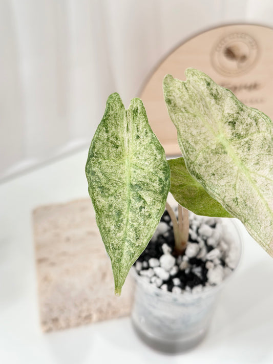 Alocasia Black Satun Variegated - Stardust