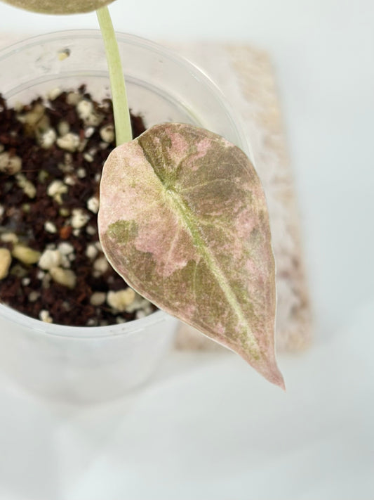 Alocasia Cuprea Variegated - pink/mint
