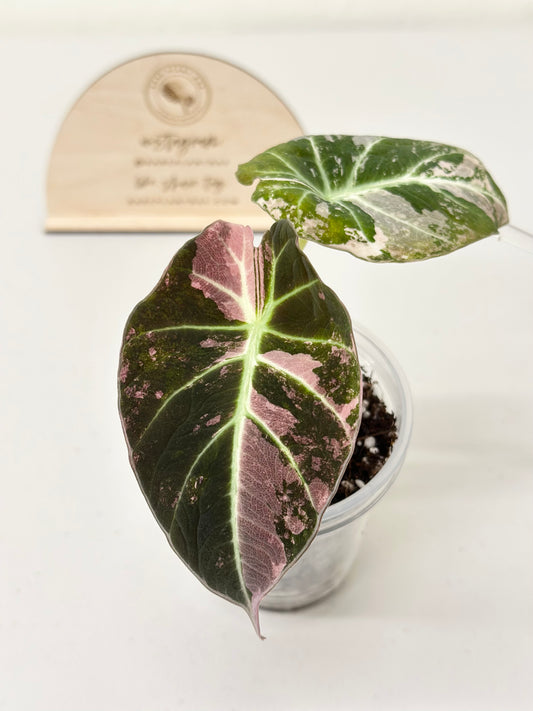 Alocasia Black Velvet Variegated - pink/albo