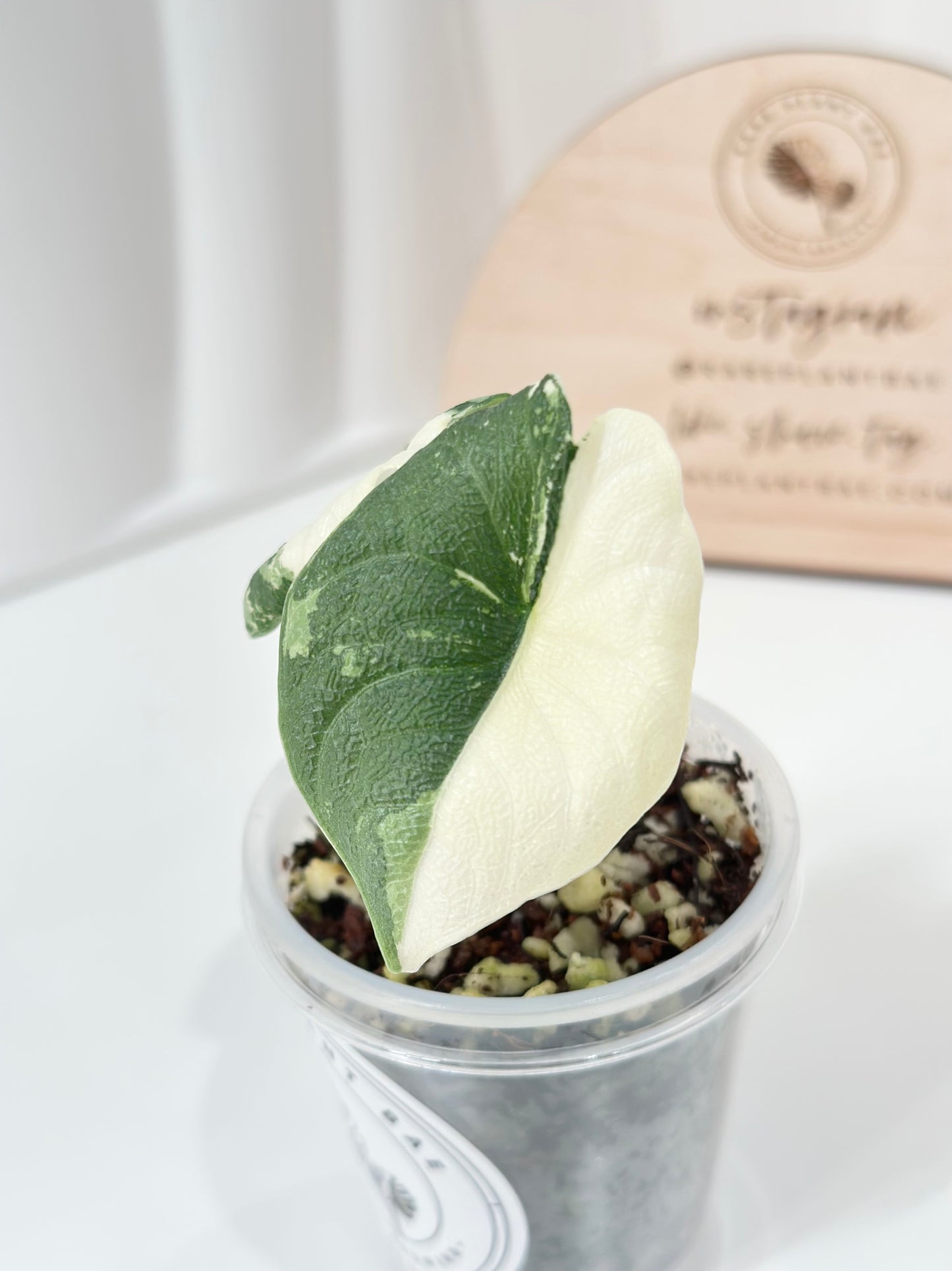 Alocasia Melo variegated - albo