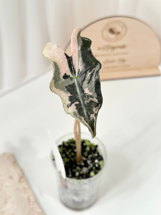 Alocasia Sanderiana "Nobilis K" Variegated - pink