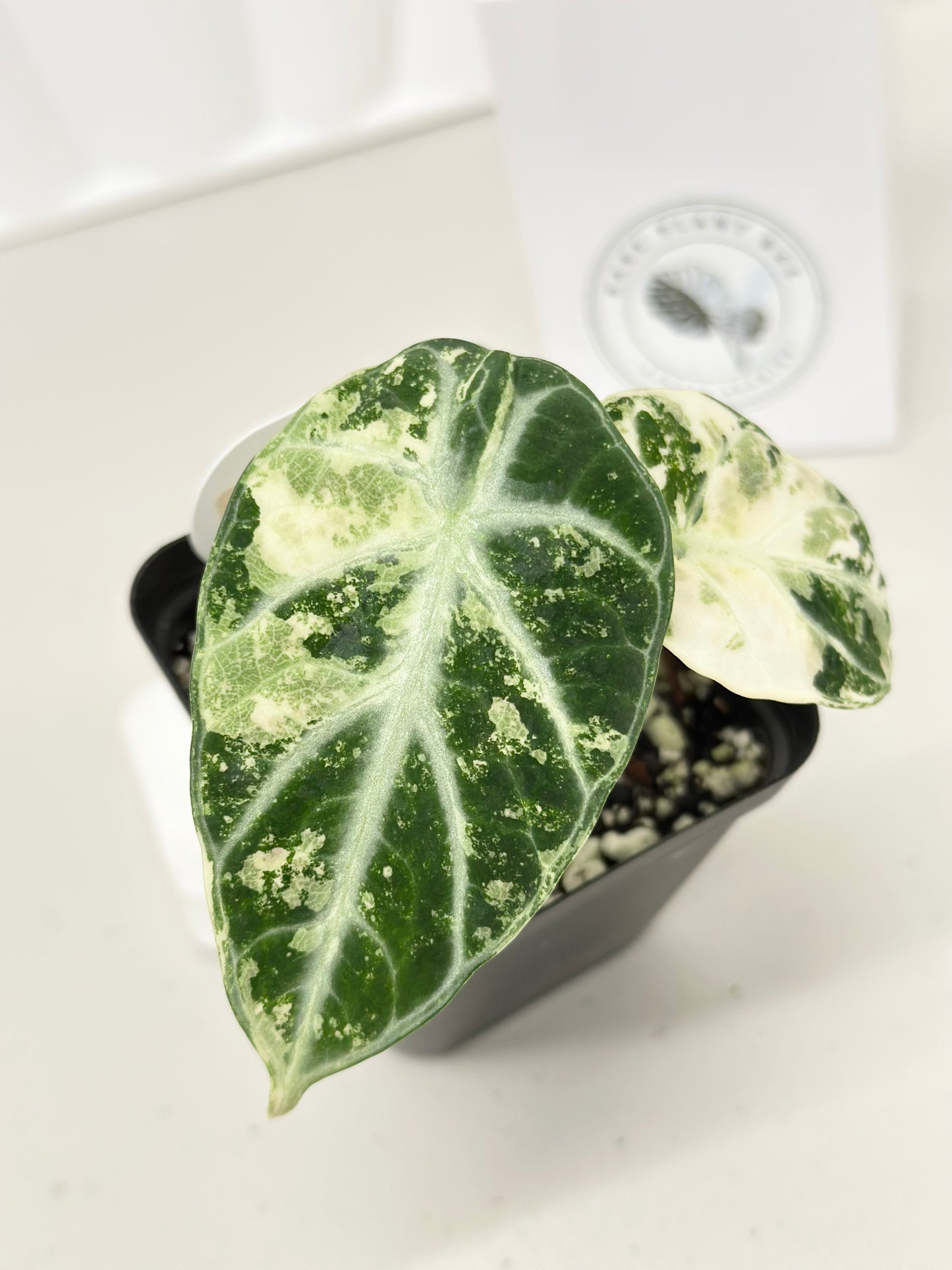 Alocasia Ninja variegated - albo