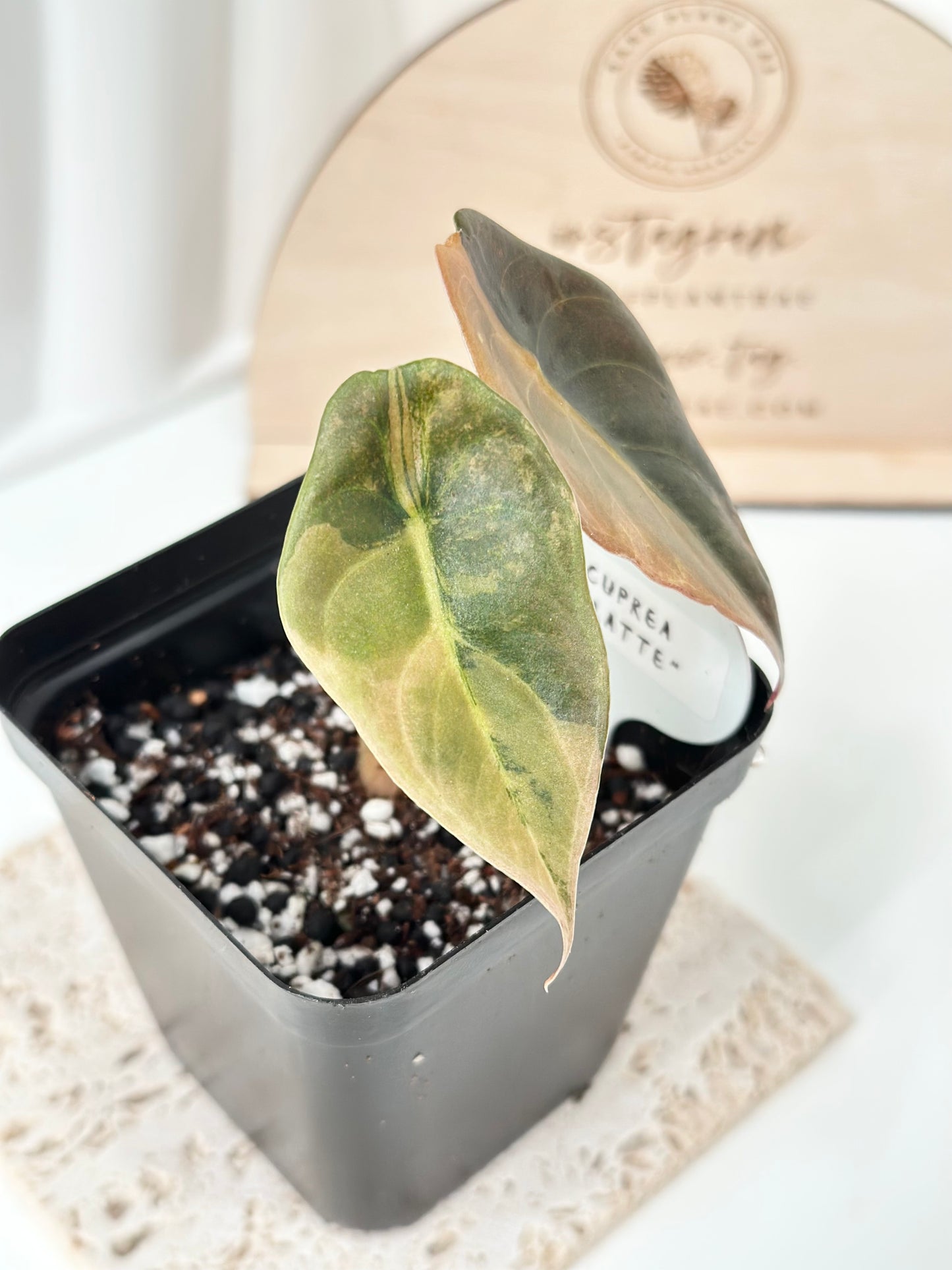 Alocasia Cuprea variegated - "gold latte"/ aurea