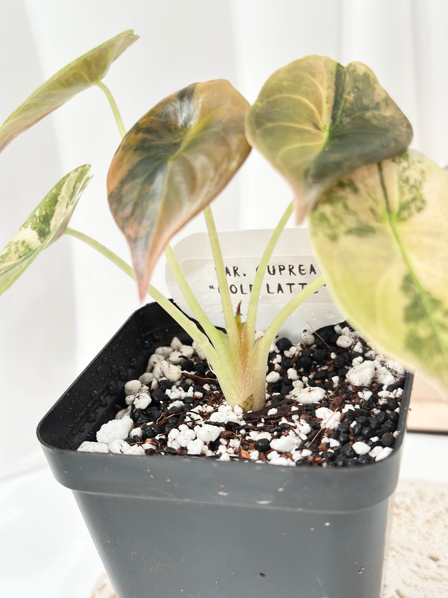 Alocasia Cuprea variegated - "gold latte"/ aurea