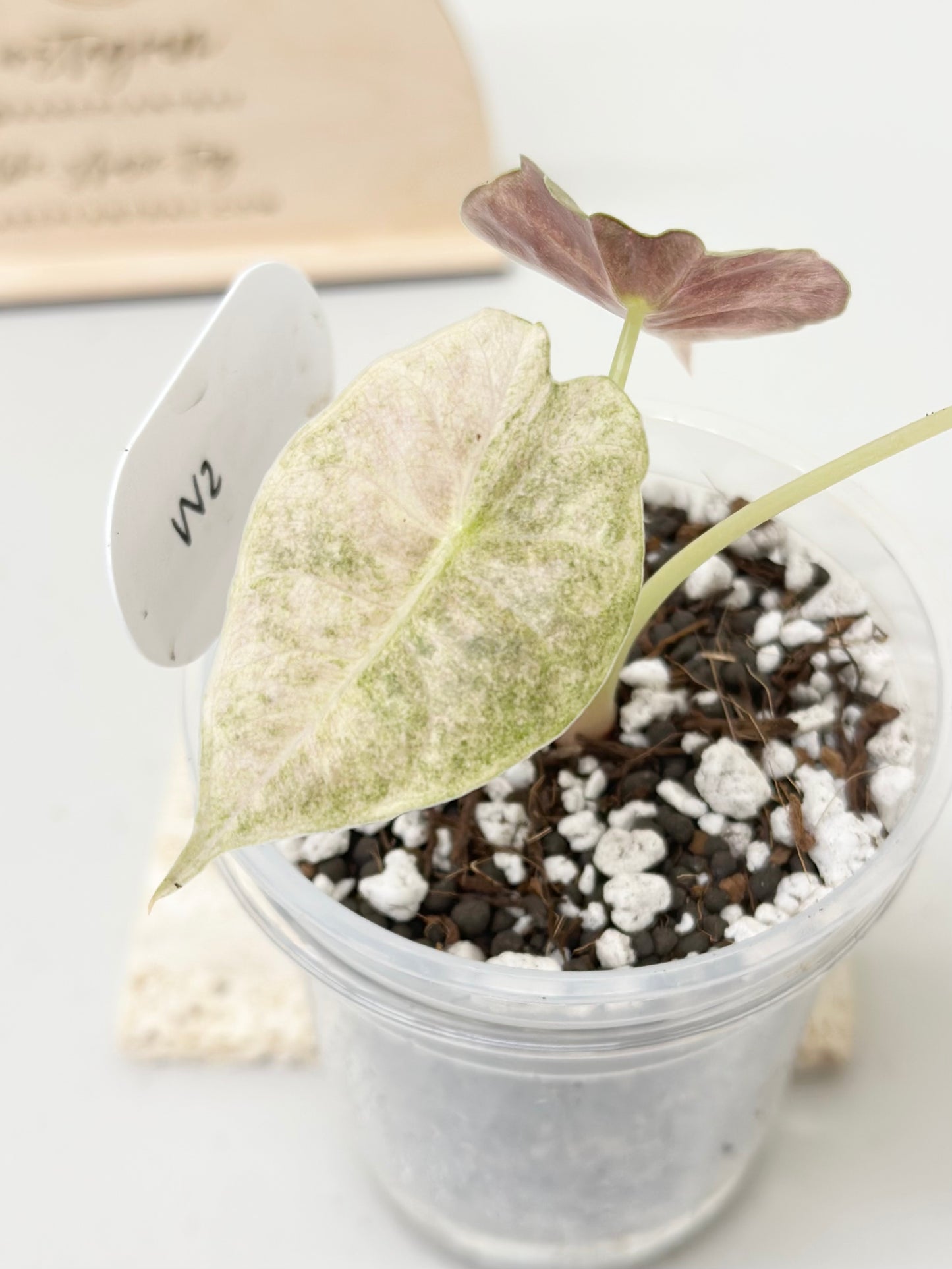 Alocasia Golden Bone variegated - pink mint (W2)