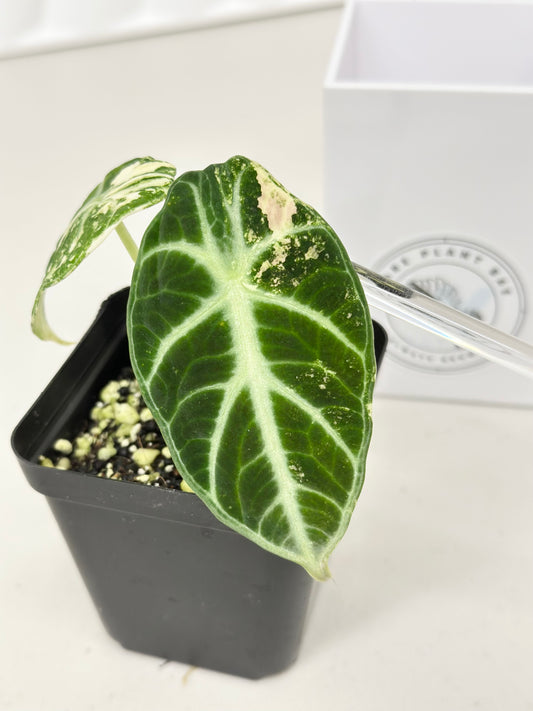 Alocasia Ninja variegated - albo