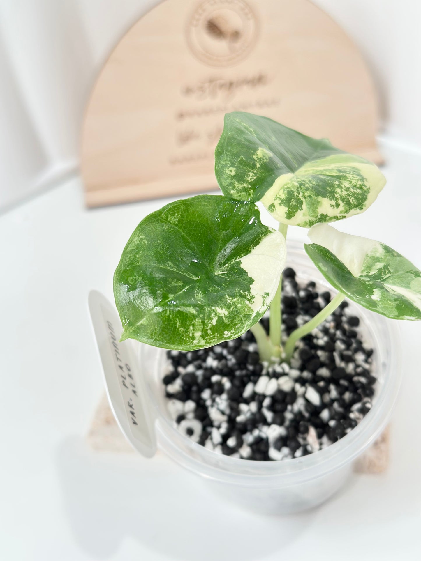 Alocasia Bisma "Platinum" variegated - albo