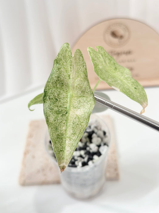 Alocasia Black Satun Variegated - Stardust