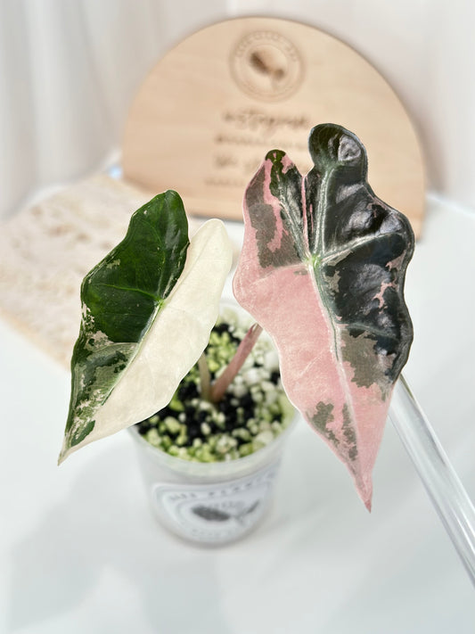 Alocasia Sanderiana "Nobilis K" Variegated - pink