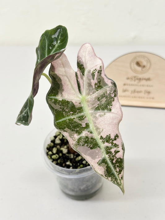 Alocasia Polly variegated - Pink (P6)