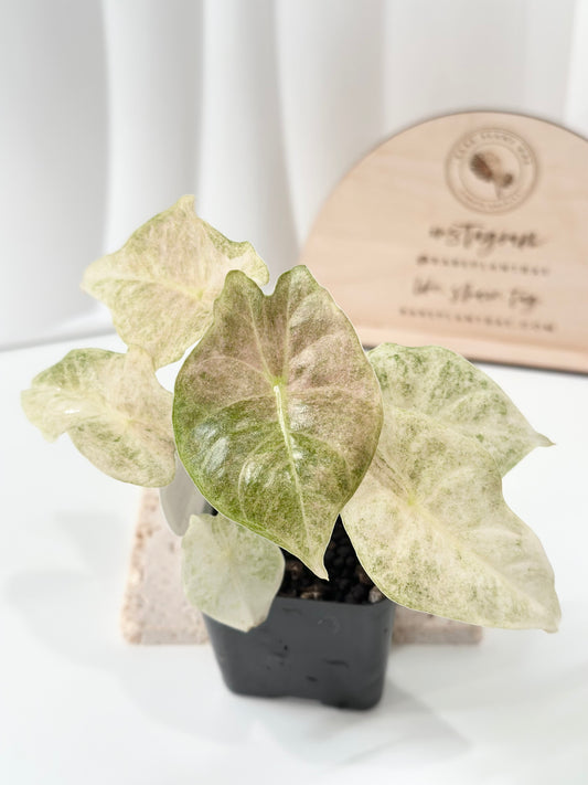 Alocasia Golden Bone variegated - pink mint (W3)