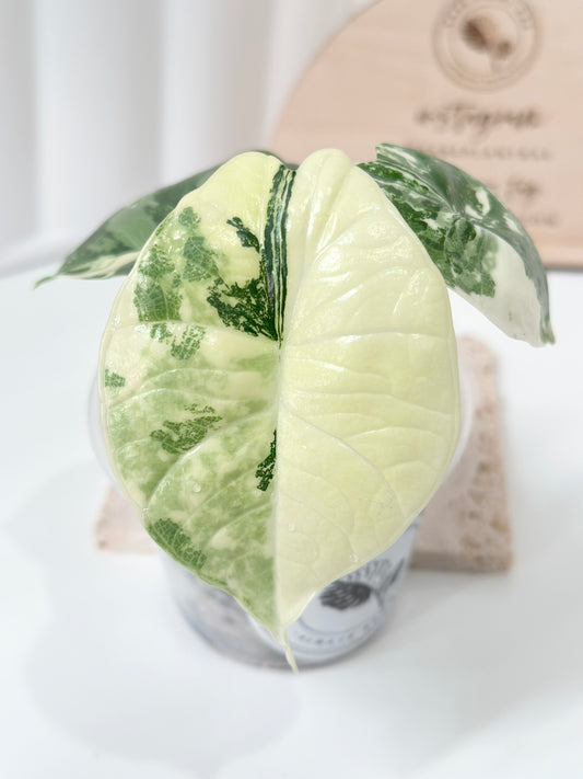Alocasia Bisma "Platinum" variegated - albo