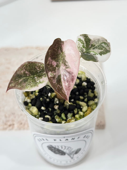 Alocasia Cuprea Variegated - pink marble