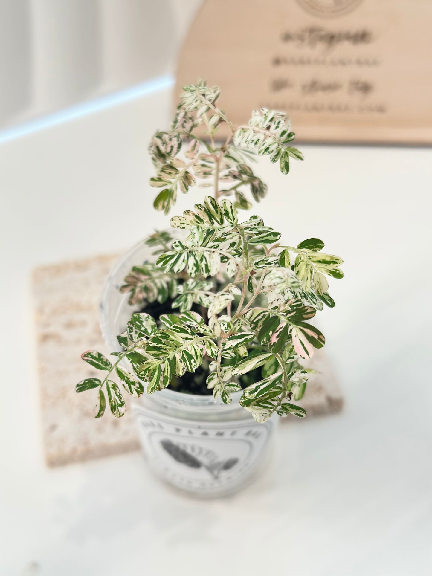 Phyllanthus Urinaria variegated - pink (A11)