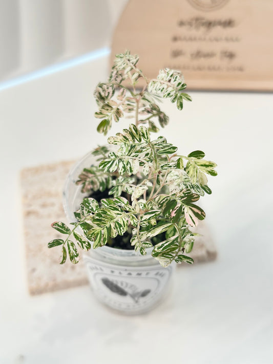 Phyllanthus Urinaria variegated - pink (A11)