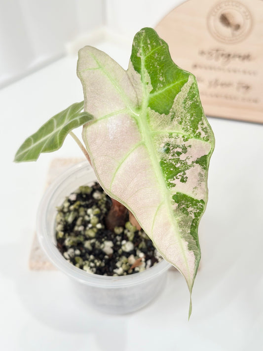 Alocasia Polly variegated - Pink