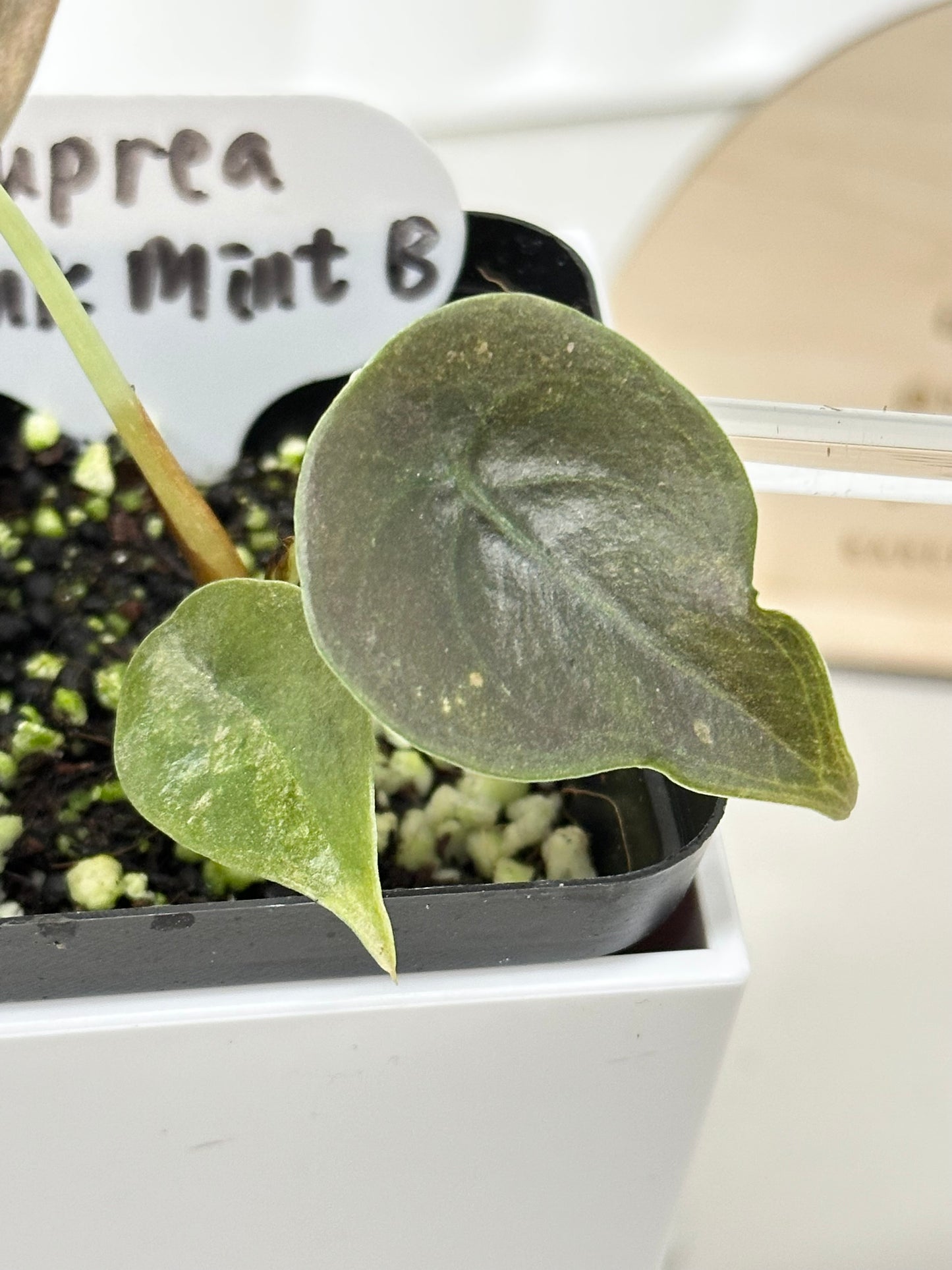 Alocasia Cuprea Variegated - pink/mint