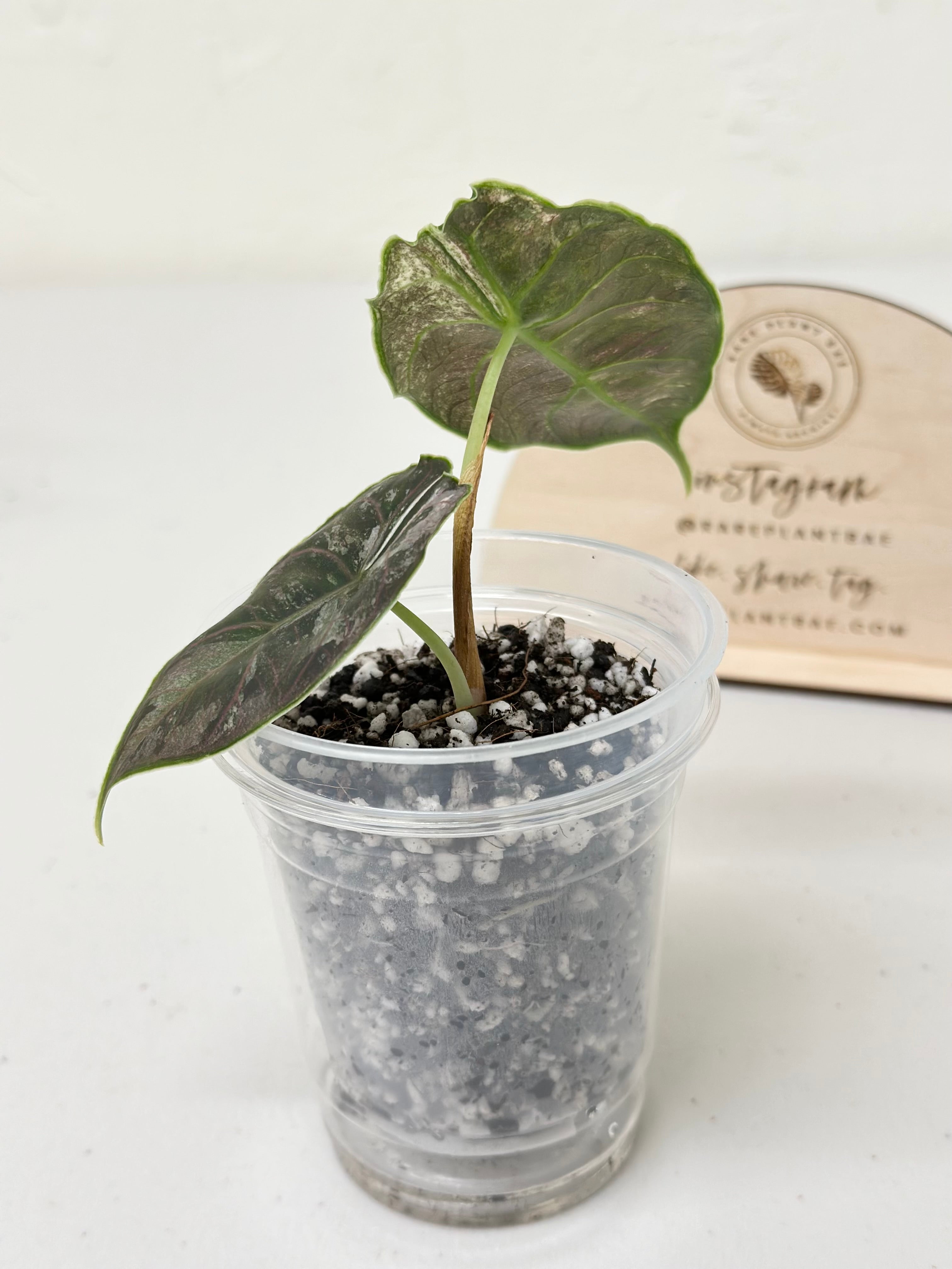 G*B様 3 Alocasia azlanii pink albo Alocasia Azlanii variegated - albo/pink – Rare Plant Bae