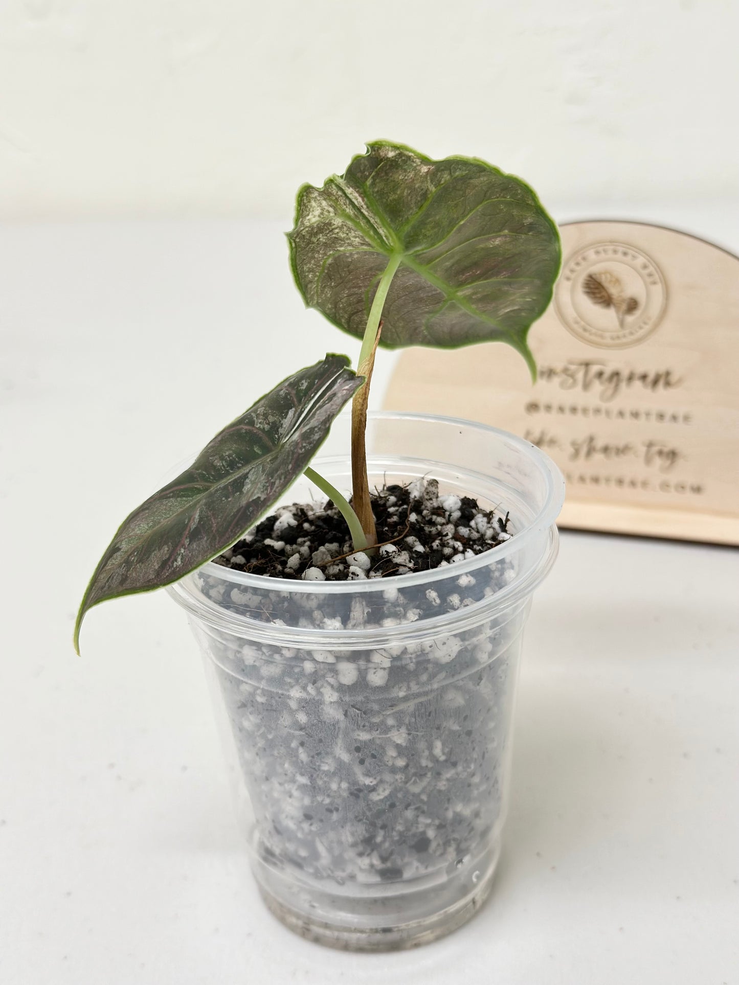 Alocasia Azlanii variegated - albo/pink