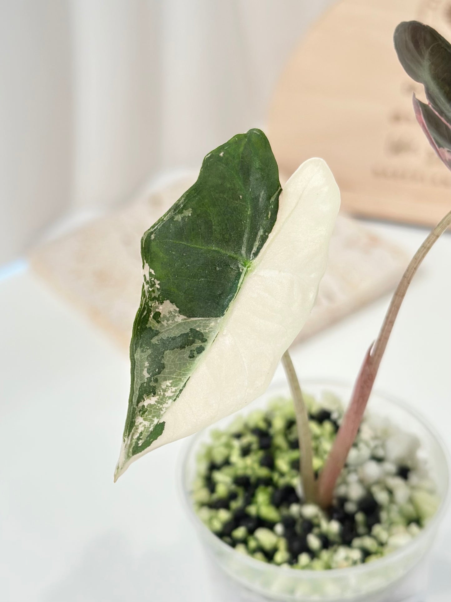 Alocasia Sanderiana "Nobilis K" Variegated - pink