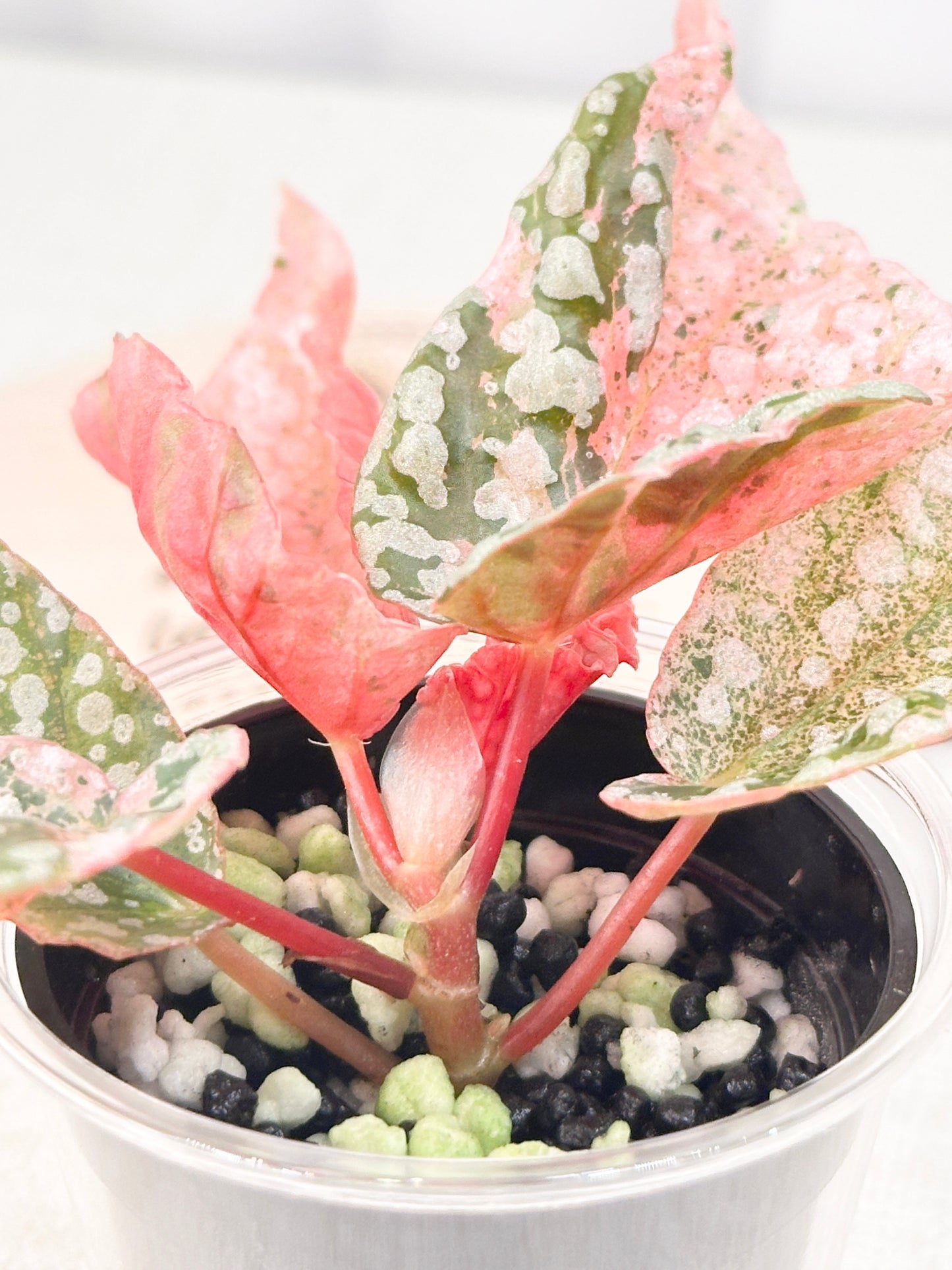 Begonia "Snow Capped" variegated