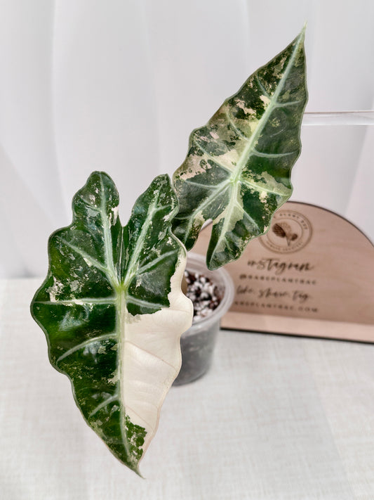 Alocasia Polly variegated - Pink