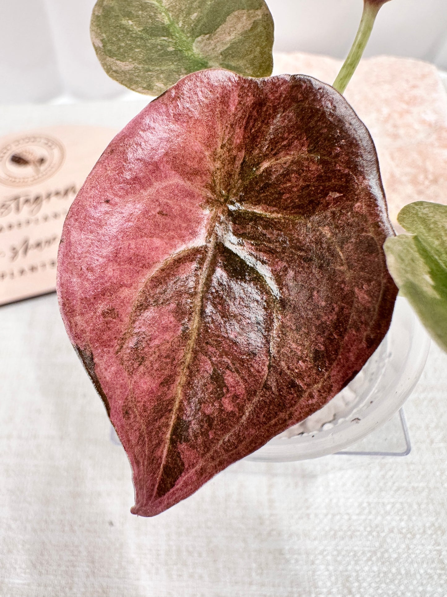 Alocasia Cuprea Variegated - Pink/Mint