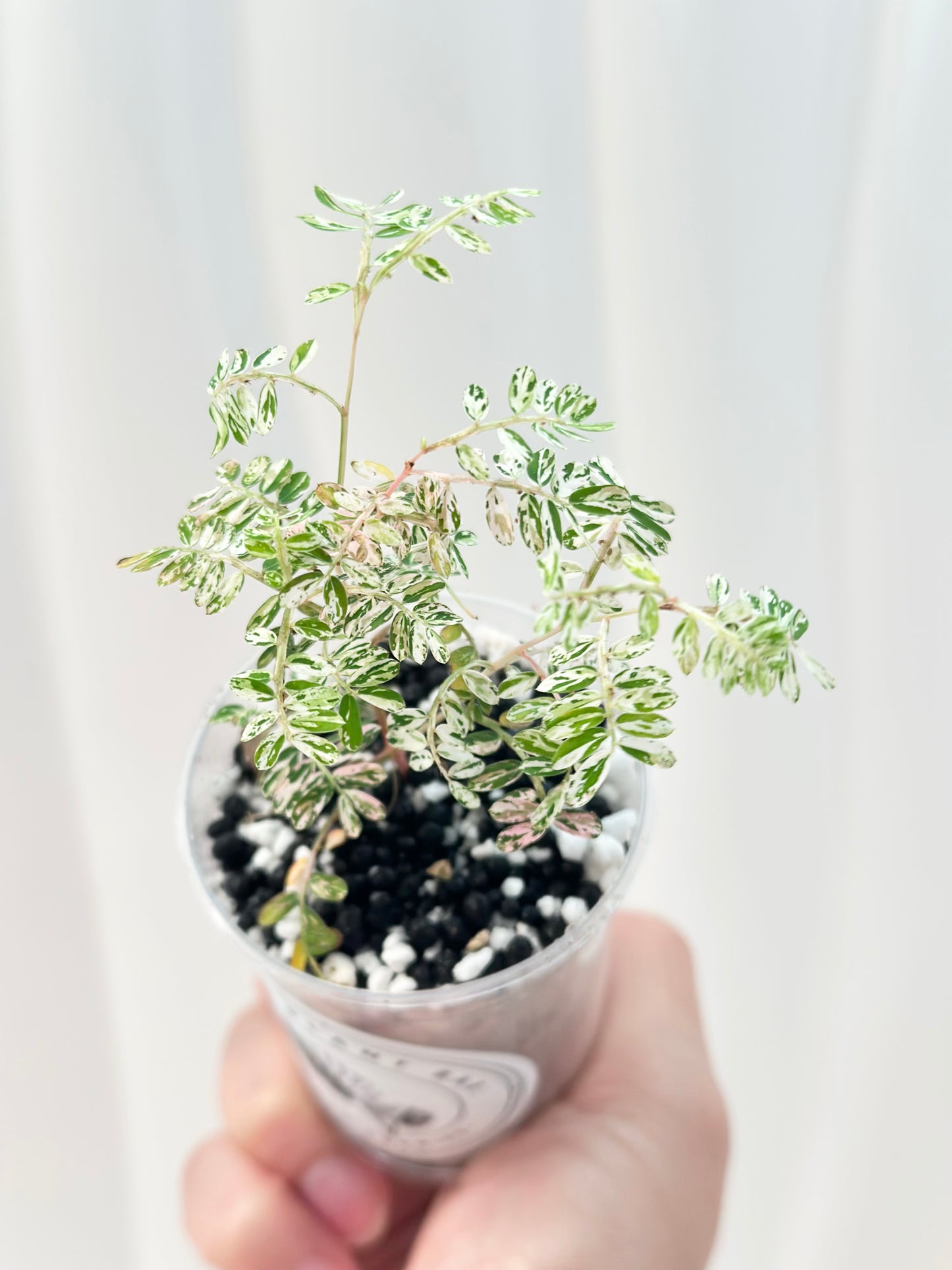 Phyllanthus Urinaria variegated - pink