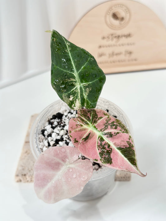 Alocasia Black Velvet Variegated - pink/albo