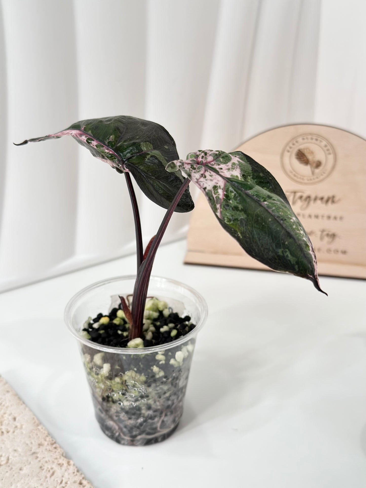 Alocasia Plumbea variegated - pink *special strain*