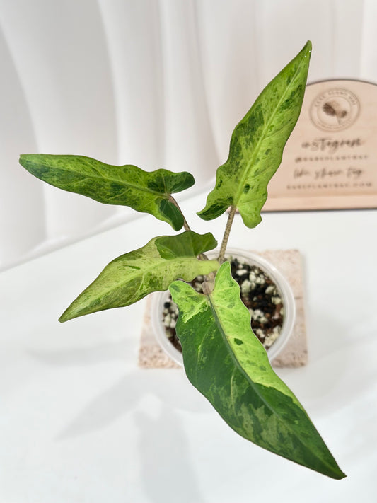 Alocasia Lauterbachiana variegated - aurea