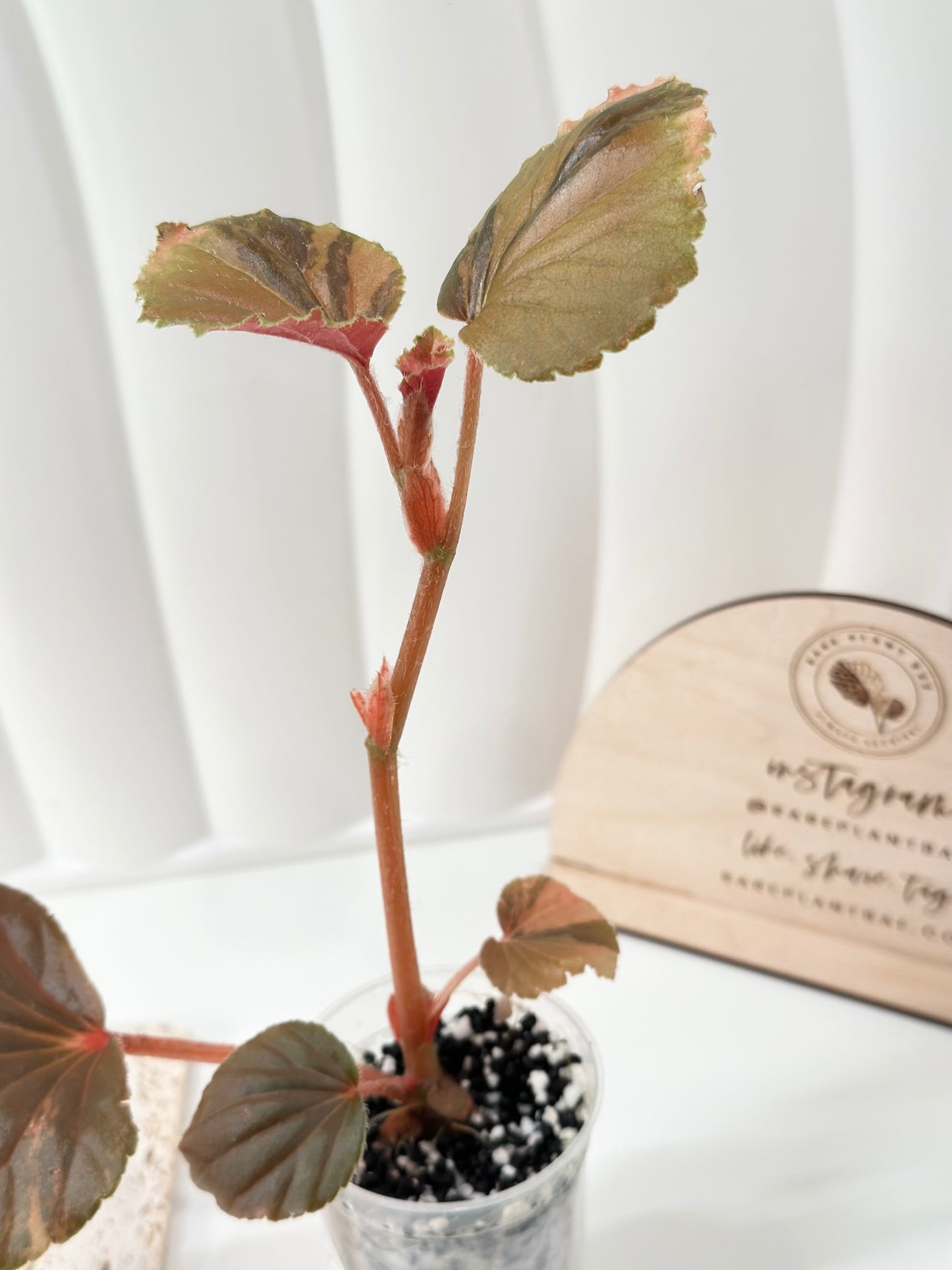 Begonia Cucullata variegated - aurea