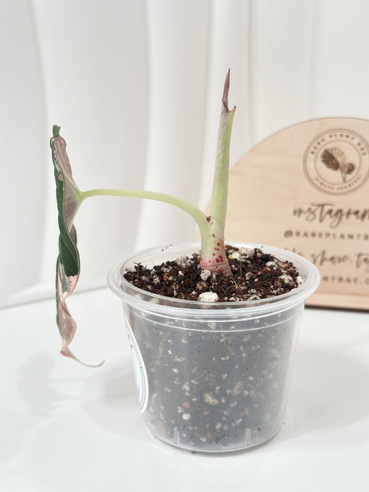 Alocasia Black Velvet Variegated - pink/albo