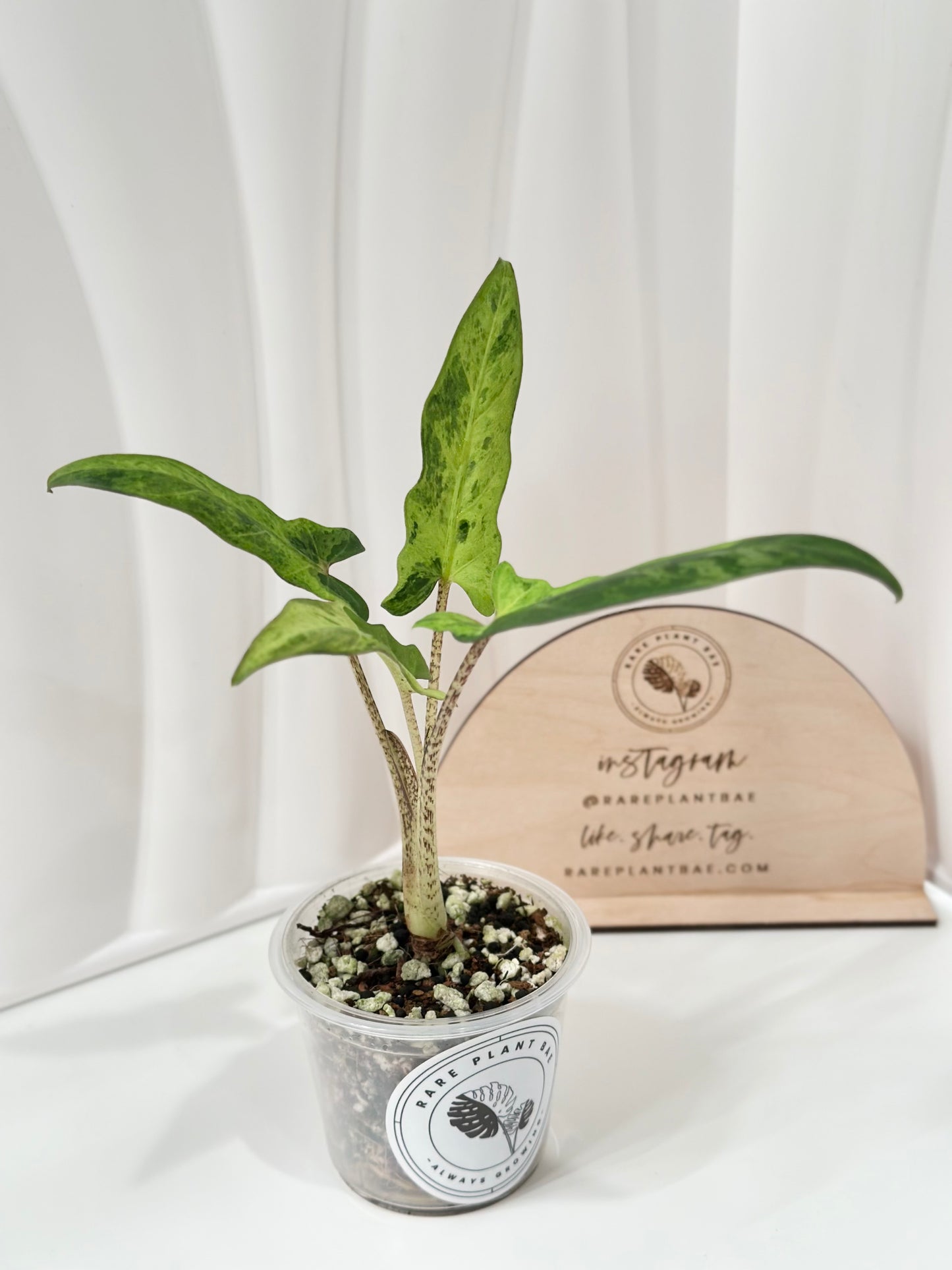 Alocasia Lauterbachiana variegated - aurea