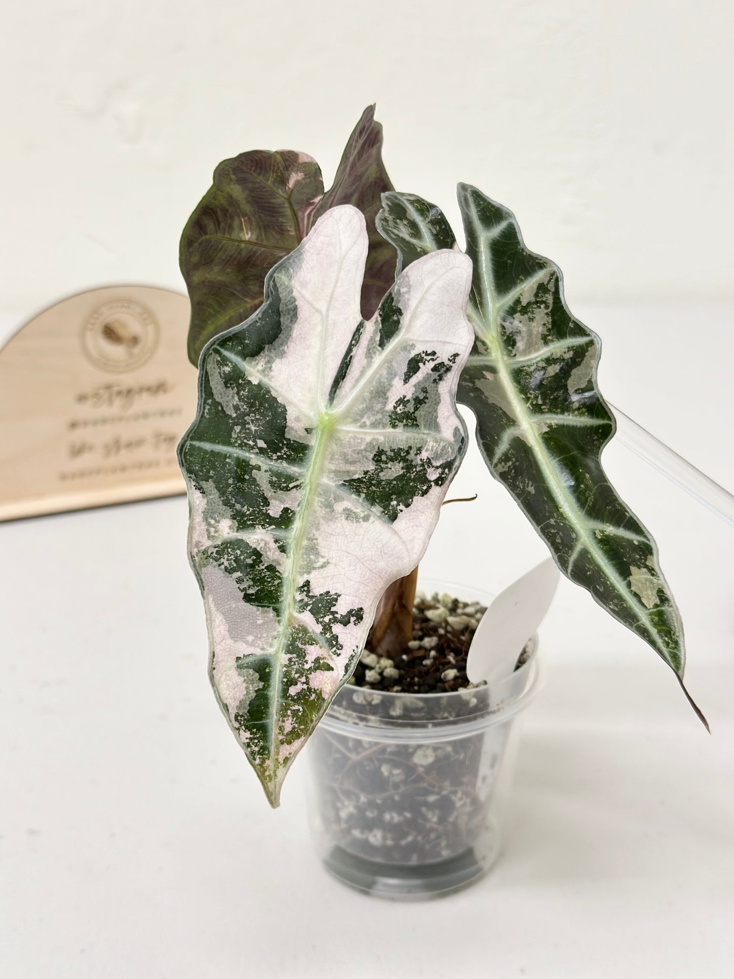 Alocasia Polly variegated - Pink (P6)