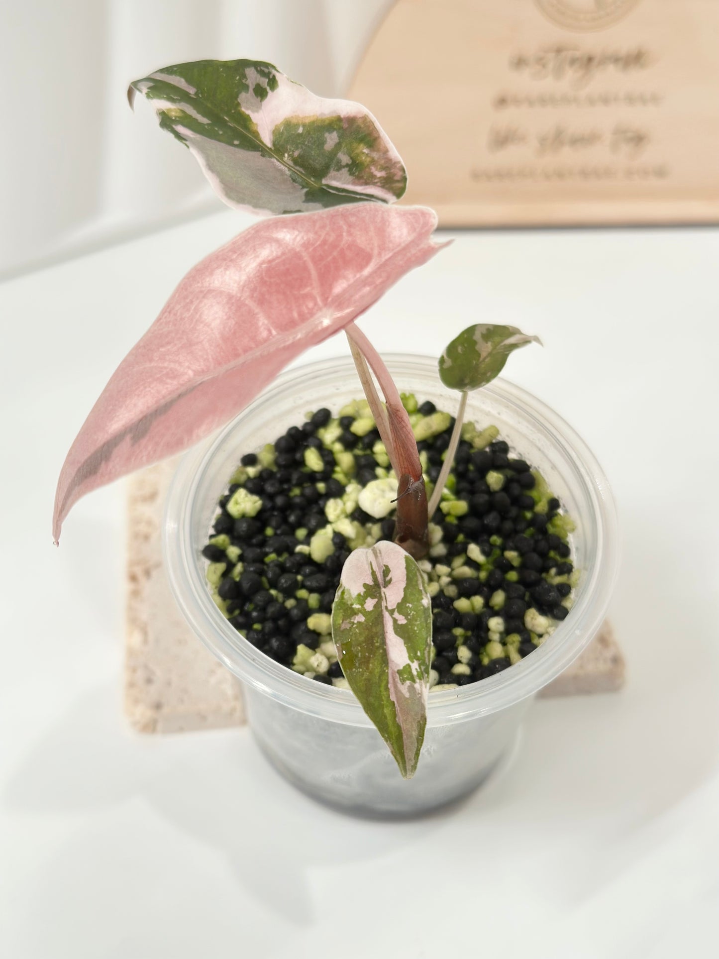 Alocasia Chantrieri Variegated - pink