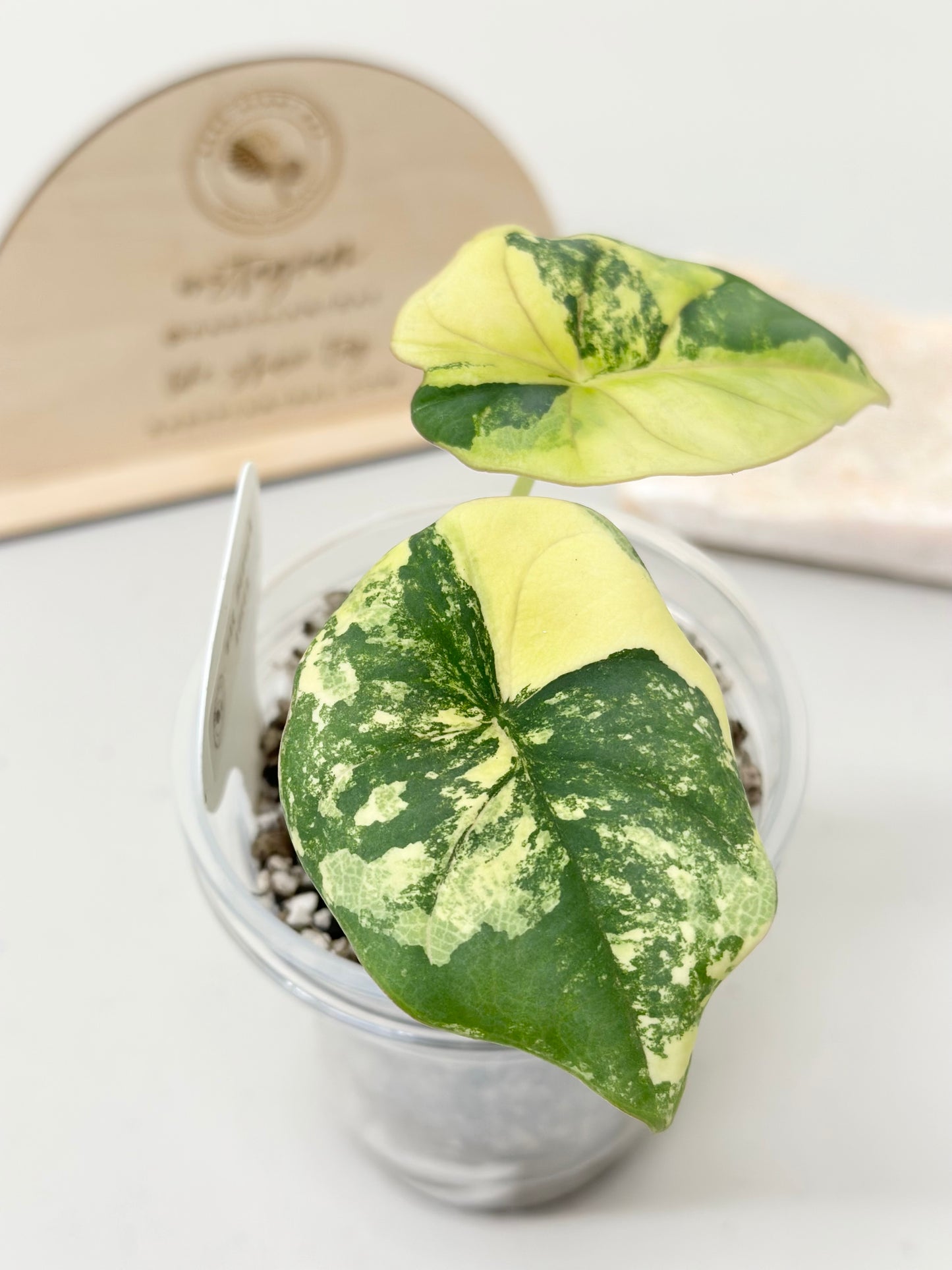 Alocasia Nebula Variegated - aurea