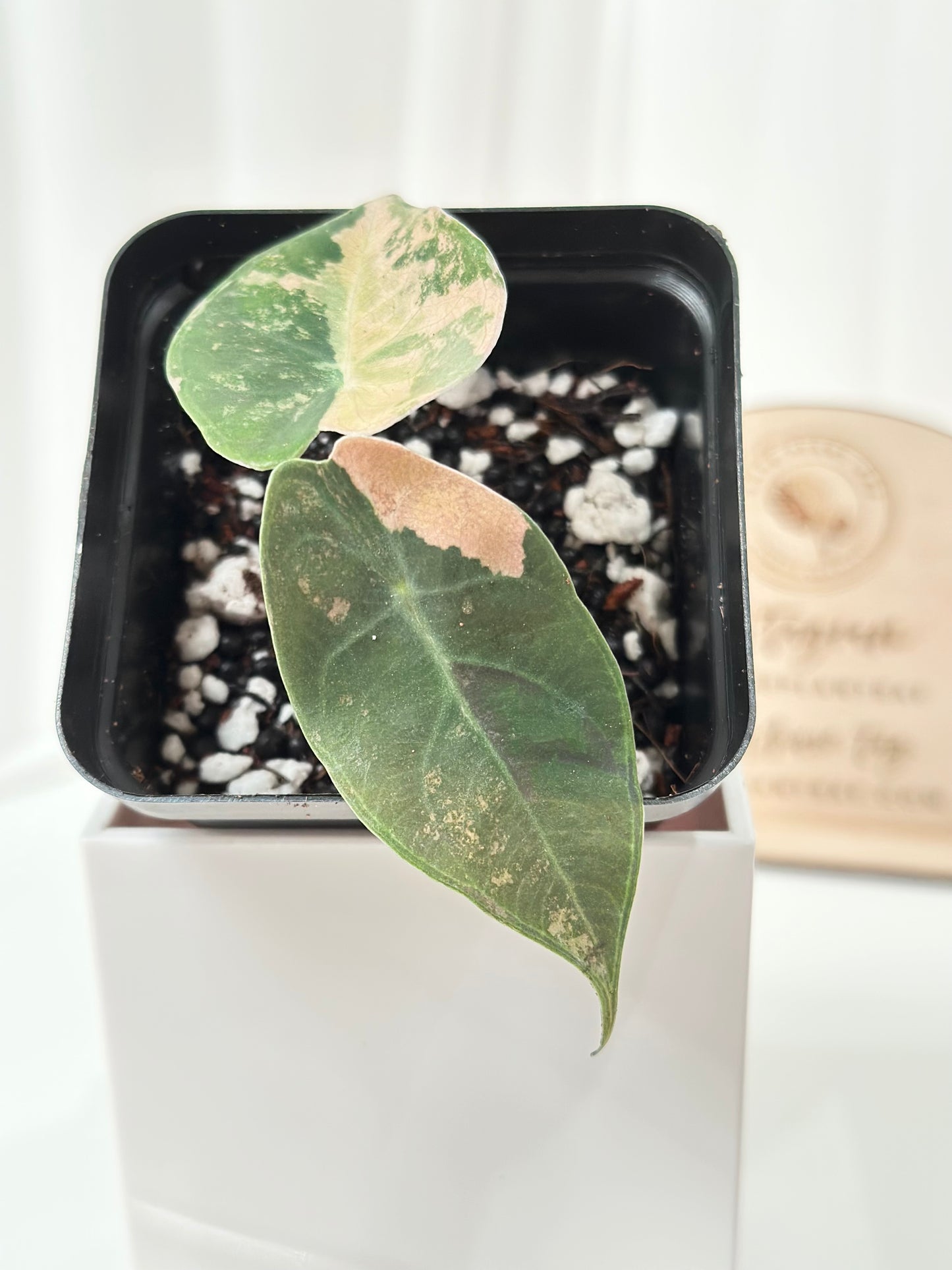 Alocasia Sedenii variegated - aurea