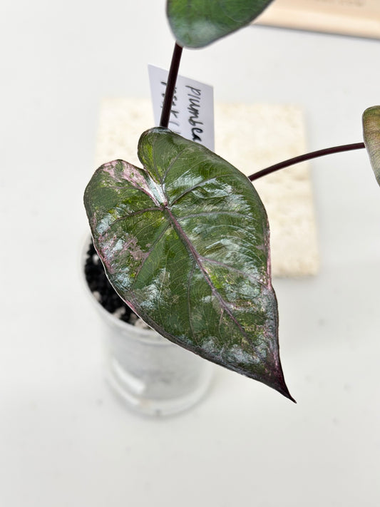 Alocasia Plumbea variegated - pink *special mutation* *corm grown*