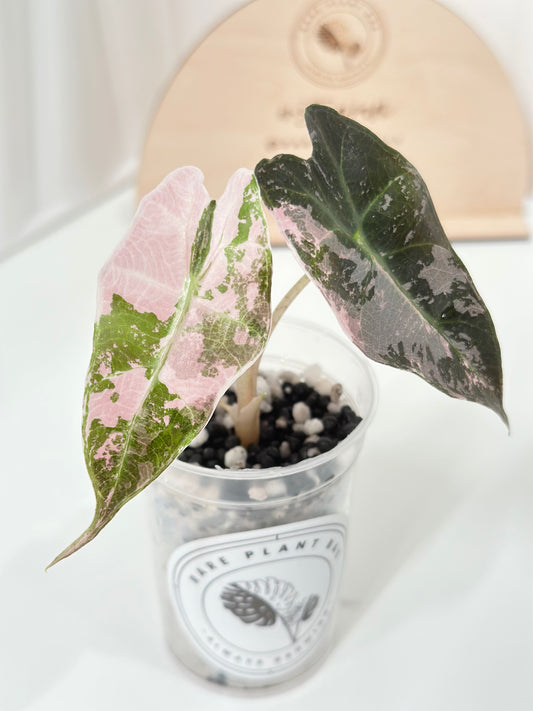 Alocasia Polly variegated - Pink
