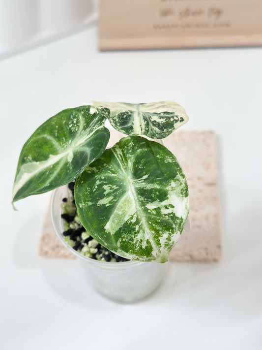 Alocasia Ninja variegated - albo