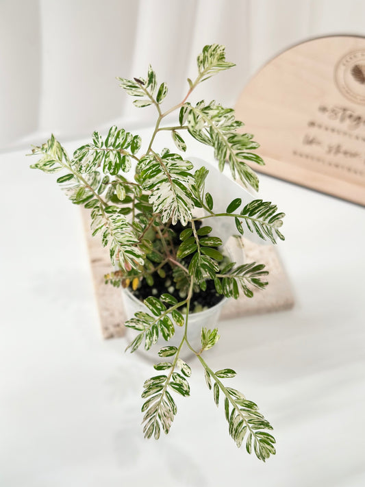 Phyllanthus Urinaria variegated - pink